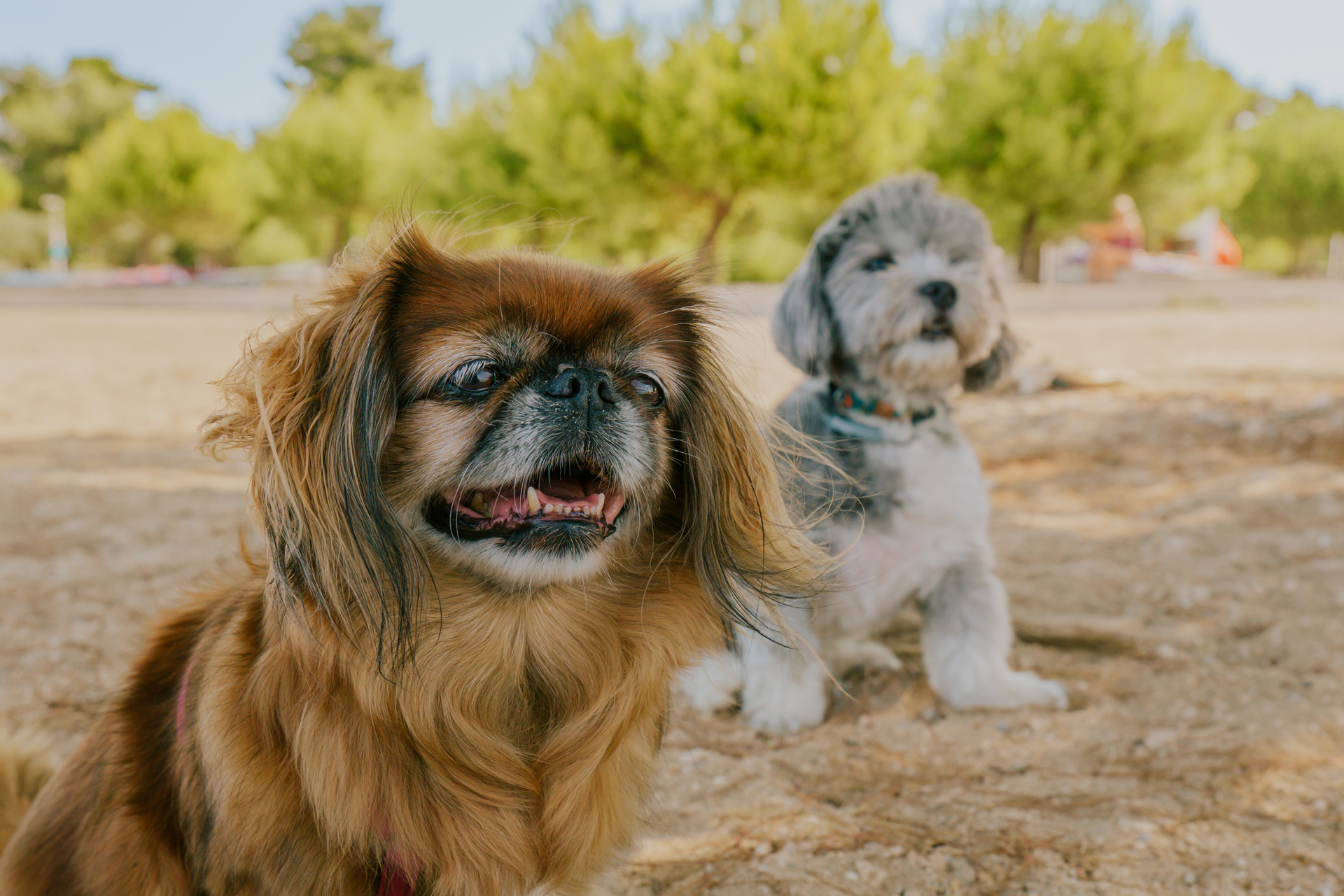 Haustierfreundliche Bereiche im Zaton Holiday Resort mit ausgewiesenen Zonen Haustierfreundliche Bereiche im Zaton Holiday Resort mit ausgewiesenen Zonen